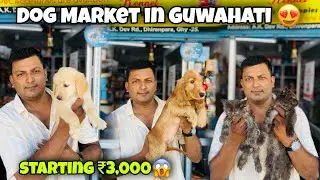 Dog market in Guwahati | Starting Price 3,000😱