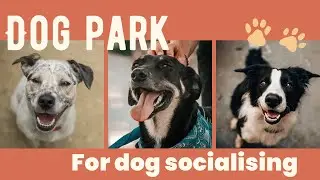 North Adelaide Dog Park