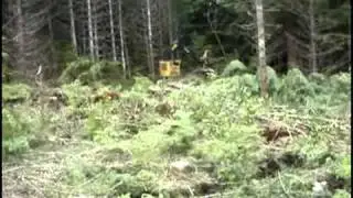 Tigercat LX830C In a thinning stand