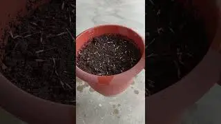 How to grow marigold plant from seed 🪴 #marigold #marigoldgarden