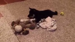 Haru, 9 week old Shiba Inu playing