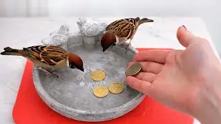 Why Adding Coins to Your Birdbath Changes Everything