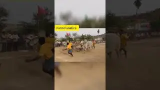 Ongole BULLS Stone Pulling #10kcreator #ongole #trending