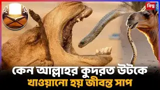 Why is the power of Allah fed to camels with live snakes | Saudi Arab | Camel | Snake | Bishwa News