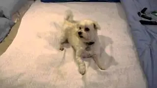 crazy bentley maltese