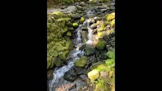 E9: Views from the Sol Duc Falls hiking trail. Olympic National Park - Washington State USA