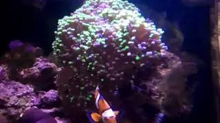 Clown fish playing in frogspawn coral