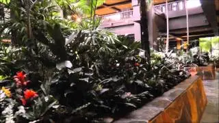 Disney Polynesian Resort Extinct Waterfall/Garden Overview