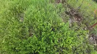 hazelnut trees year 1 update on the homestead
