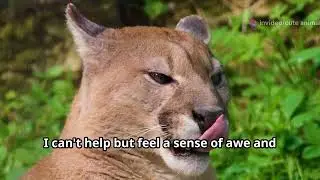 Puma Pursuit: Tracking Bolivia's Stealthy Mountain Cats #animal2024