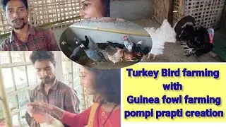 Turkey bird farming, Guinea fowl farming, black hen farming#vlog#@pompiprapticreation2386