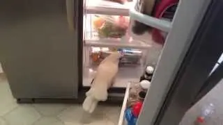 Gotcha caught in the fridge trying to get applesauce