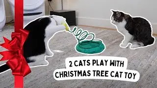 SO CUTE! Kitten and tuxedo cat plays with PAWISE christmas cat toy spring |  4K cat video