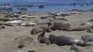 Elephant Seals Basking in the Sun...