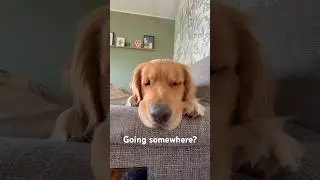 Dogs hear it, they know&hellip; guess the sound! #dogentertainment #dog #dogmom #dogtv #training #pets