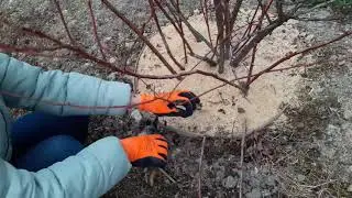 Обрізка дорослого куща лохини