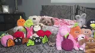 Cuddle Crew Complete&hellip; Rylie Is OUT 🥹🐾💤  #yorkie #yorkshireterrier #puppylove #cutedog #dogvideos 