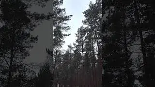 Windy Winter Afternoon | Deep Forest #shorts  #natureshorts
