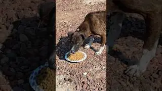 🐾#perros callejeros #dog #amor #trending #puppy #dogs