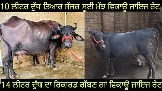 #ਸੱਜਰ ਸੂਈ ਮੱਝ ਵਿਕਾਊ ਗੱਬਣ ਗਾਂ ਵਿਕਾਊ ਜਾਇਜ ਰੇਟ  2 animals for sale #best #qulity #top #bufflo #cow 👌 
