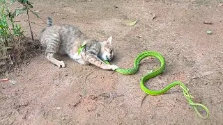 DETIK DETIK KUCING DI GIGIT ULAR KUNING  