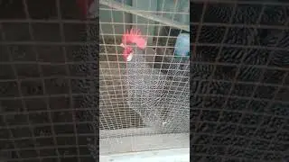 play mouth rock hearitag Eggs and chicks available 03228890042