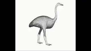 the elephant bird reconstruction sounds