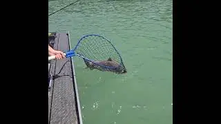 Kenai River Alaska 2025