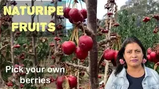 Pick your own fruits Cherry Picking at Naturipe Fruits, Bacchus Marsh Melbourne, Exploring Australia