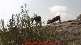 مزمار من راعي الـغـنم الرحال المتواضع  من عبق الماضي الجميل