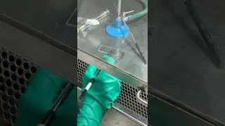 Tease mount for fungal culture #LPCB #cool #microbiology #experiment #fungusamongus