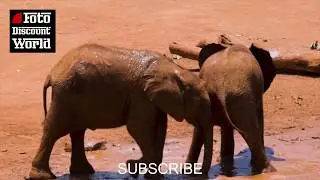 6  ELEPHANTS PLAYING