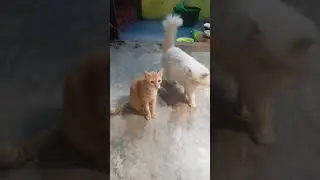 Funny Cat - Pupu and Pupy #shorts