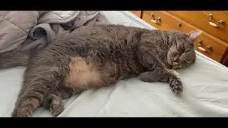 Cat refuses to move.