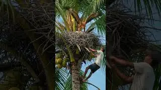 Eagle Defends Nest Against Man Climbing Coconut Tree