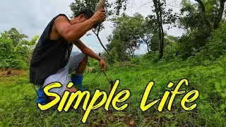 Life in the Province: Simple Farm Living, Pasturing Goats & Fresh Harvest