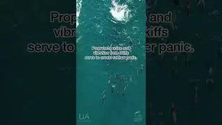 The Cove - dolphin hunts in Taiji, Japan #dolphin #dolphins #animals #oceanconservation