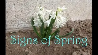 Signs of Spring in the Mountain Desert