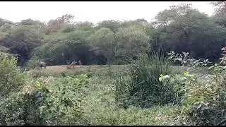 mehrauli sanjay van