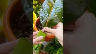 Propagation Of Rubber Plant In Aloe Vera || #experiment #garden #plants #youtubeshorts
