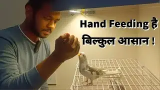 Hand feeding Useful Tips By Jainesh Exotics | Cockatiel, Sun Conure and Lovebirds