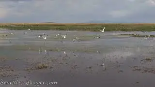Summer Birdwatching On The Bear River Migratory Bird Refuge Auto Tour Route 