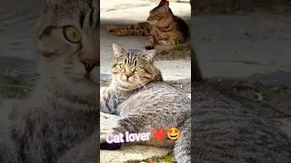 #viral #lovers #cats #pets