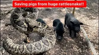 SAVING PIGS FROM HUGE RATTLESNAKE!