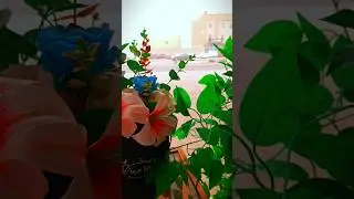beautiful flower #quran #travel #islamicvideo #islamicshorts #islam #flower #beautiful