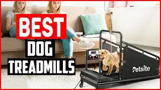 ✅Top 5 Best Dog Treadmills in 2025