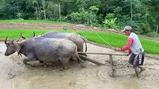 GILA TENAGANYA! KERBAU KUAT INI BIKIN PETANI MELONGO