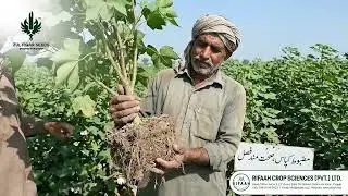 Zulfiqar 682 Cotton Seed