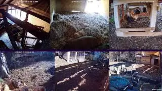 Baby Piglets! Hen Stream Homestead Live (Happy Animals