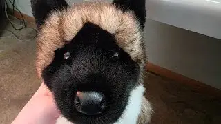 FIXING My Douglas Akita to make her FLOPPY!!! part 1